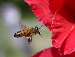 honeybee-homeopathy-natural-remedy-allergies
