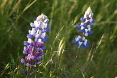 lupines-allergies-flowers-smell
